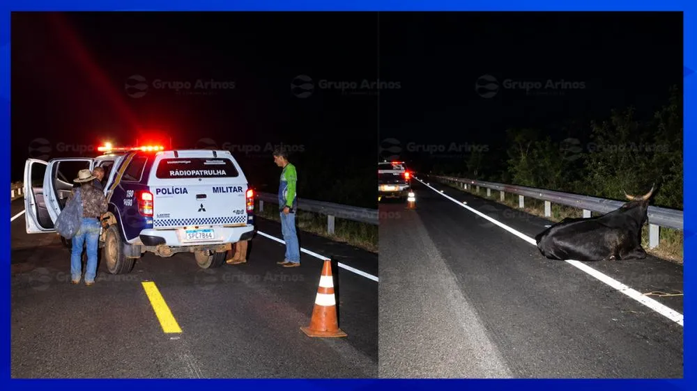 Carro colide com boi solto em rodovia entre São José do Rio Claro e Tapurah; ocupantes saem ilesos