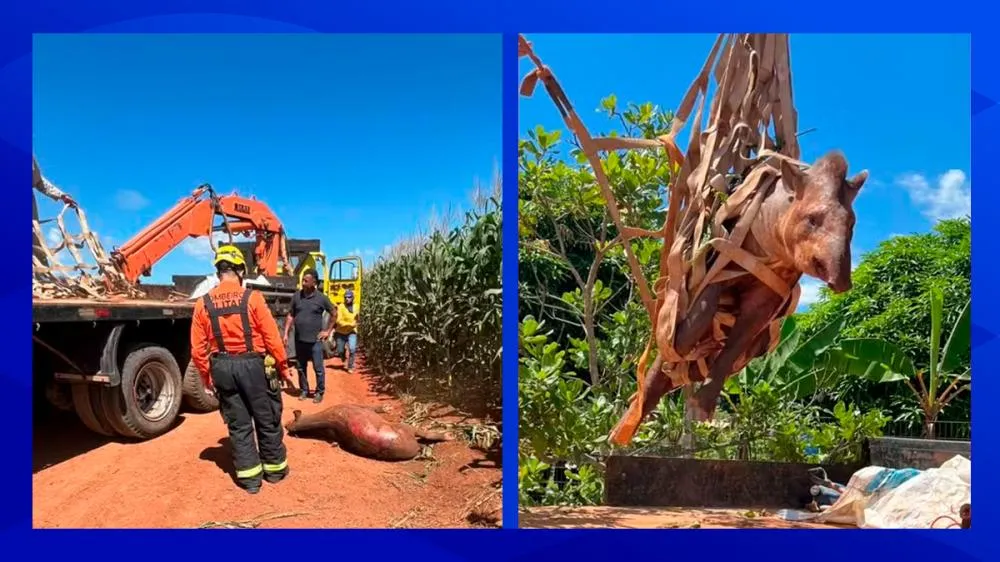 Anta de 300 kg é resgatada com ferimentos às margens da BR-163 em MT